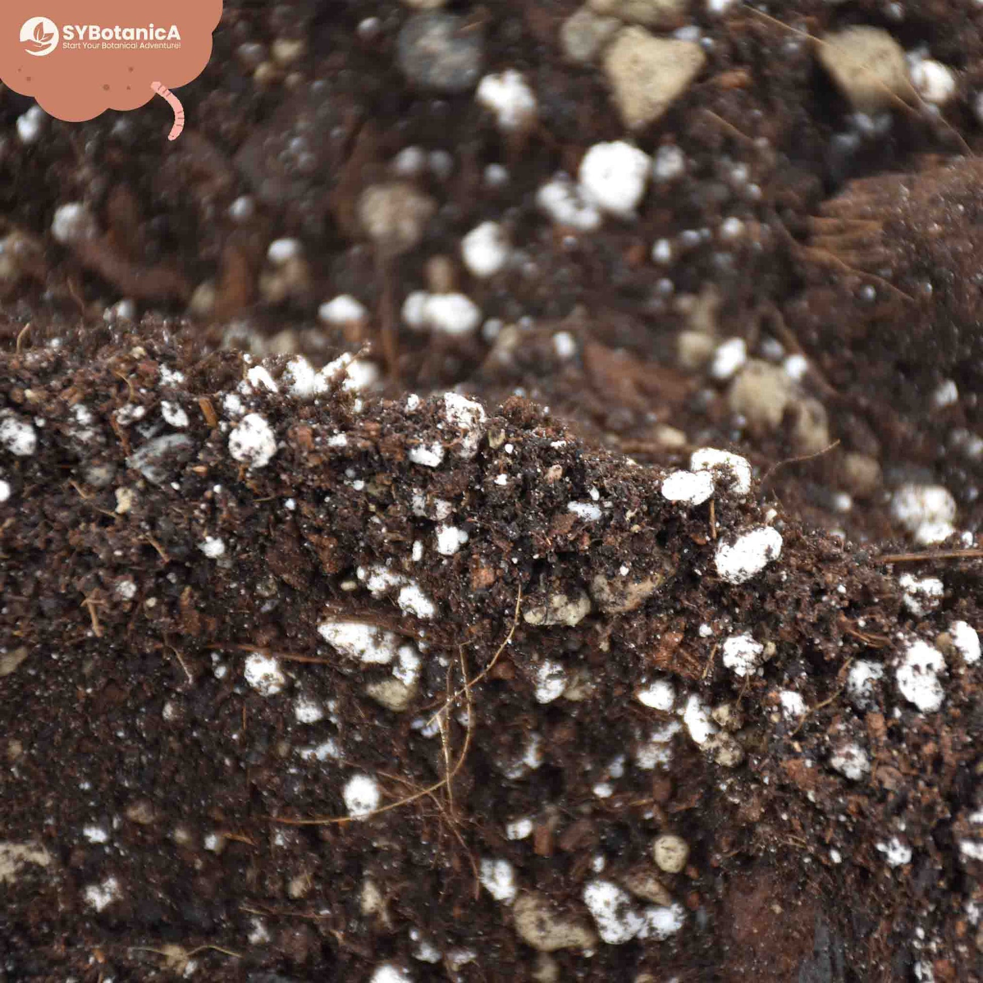 syngonium potting mix Buy Syngonium Soil Mix? ✓ Shipped Quickly – Sybotanica