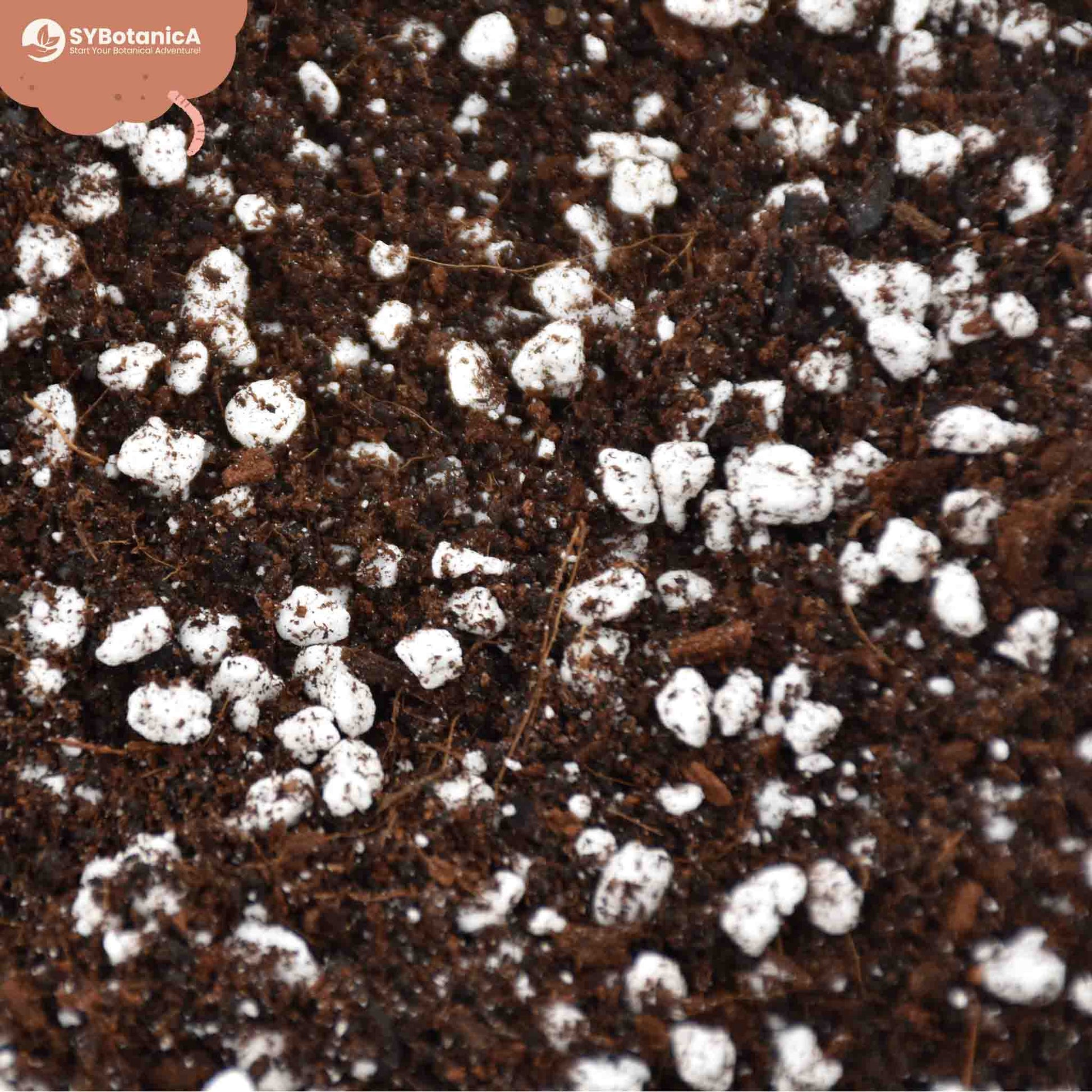 universal potting mix Buy Peat-free universal houseplant mix? ✓ Fast shipping! – Sybotanica