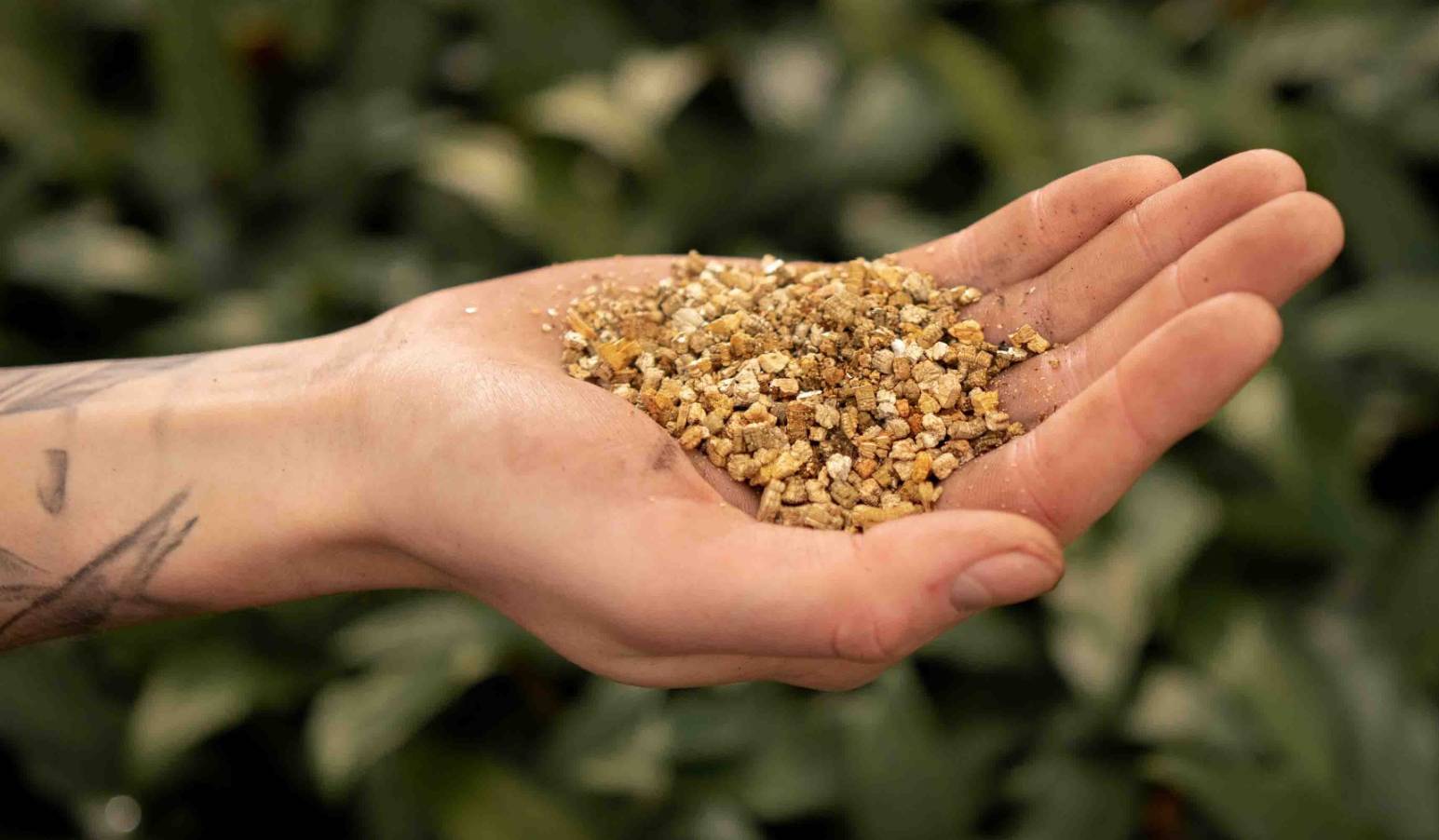 Vermiculite in a hand