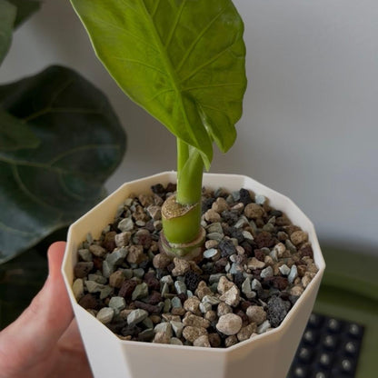 Pot avec réserve d eau hex