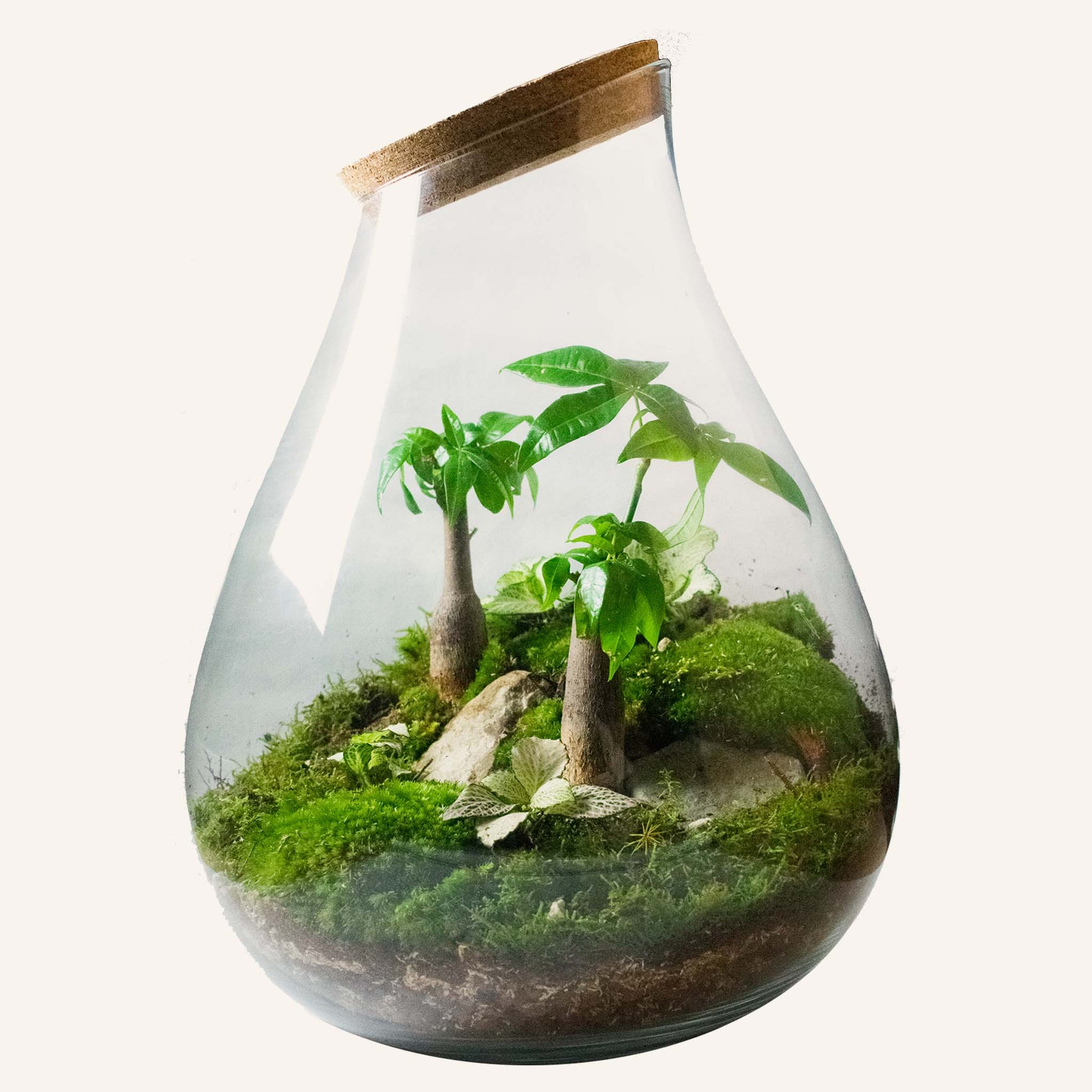 achat terrarium plante Acheter lot Super Terrarium ? ✓ Expédition rapide – Sybotanica