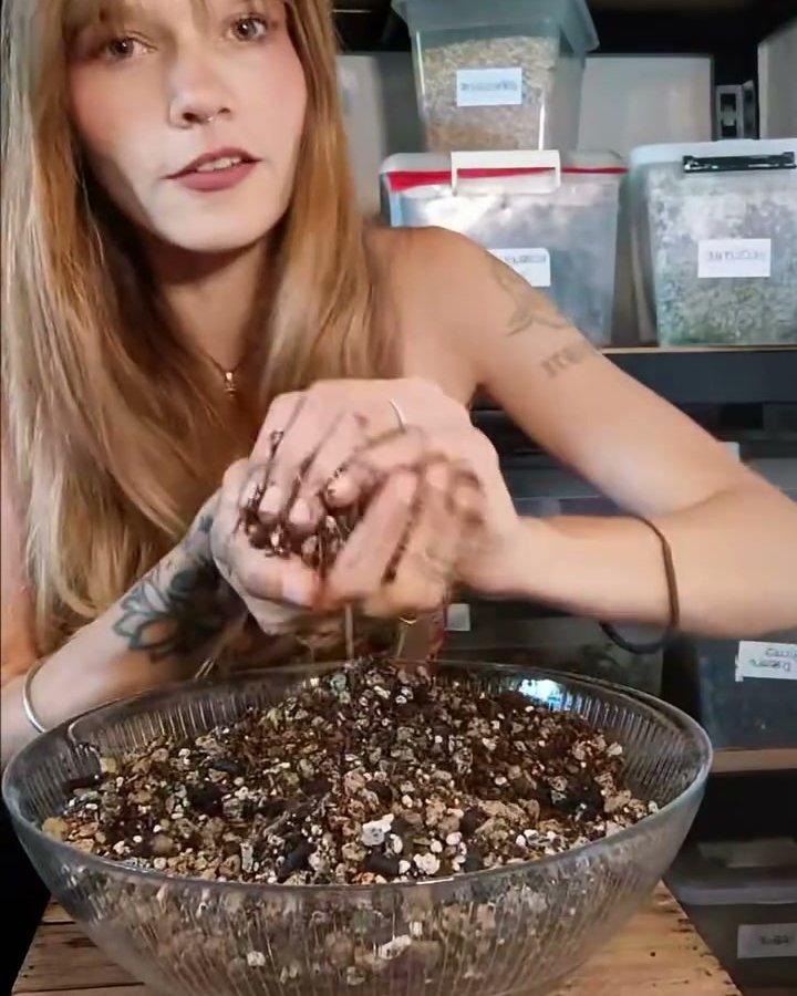 Manon