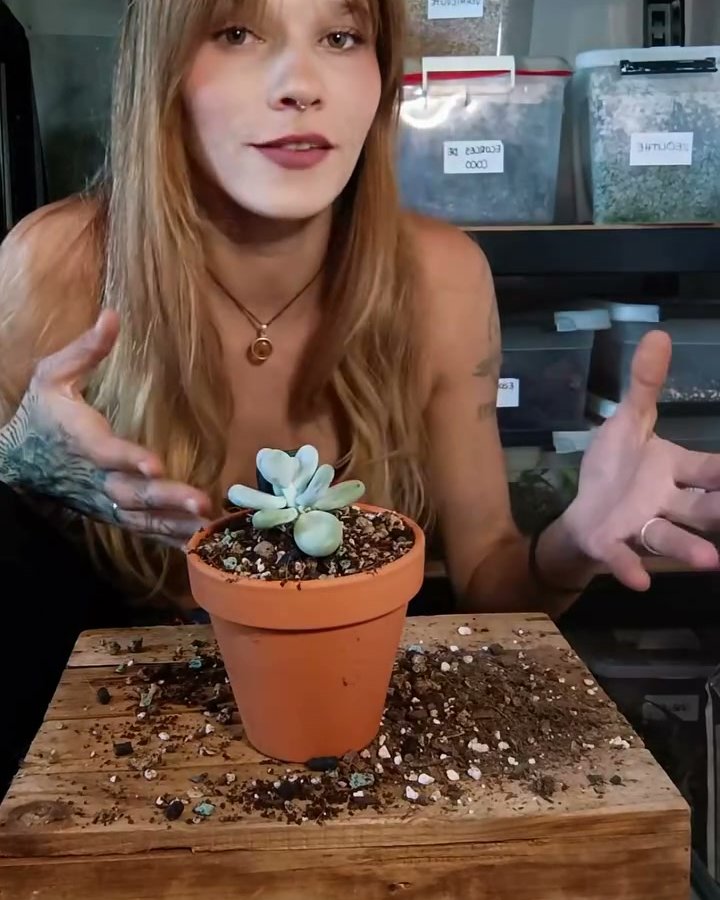 Manon