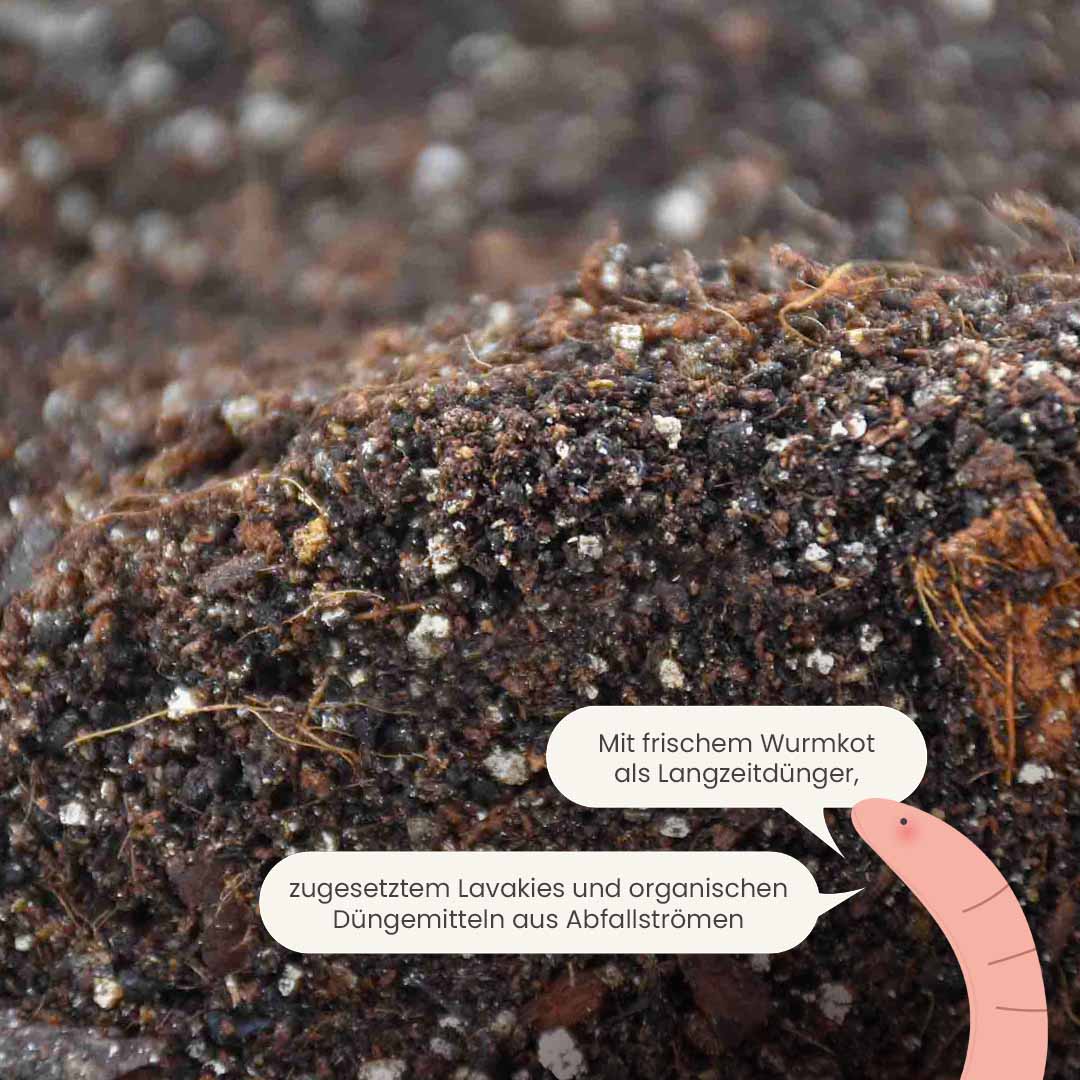 alocasia_productafbeelding_du_fertiliser