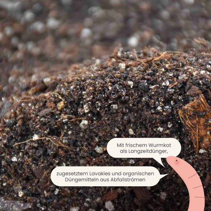 alocasia_productafbeelding_du_fertiliser