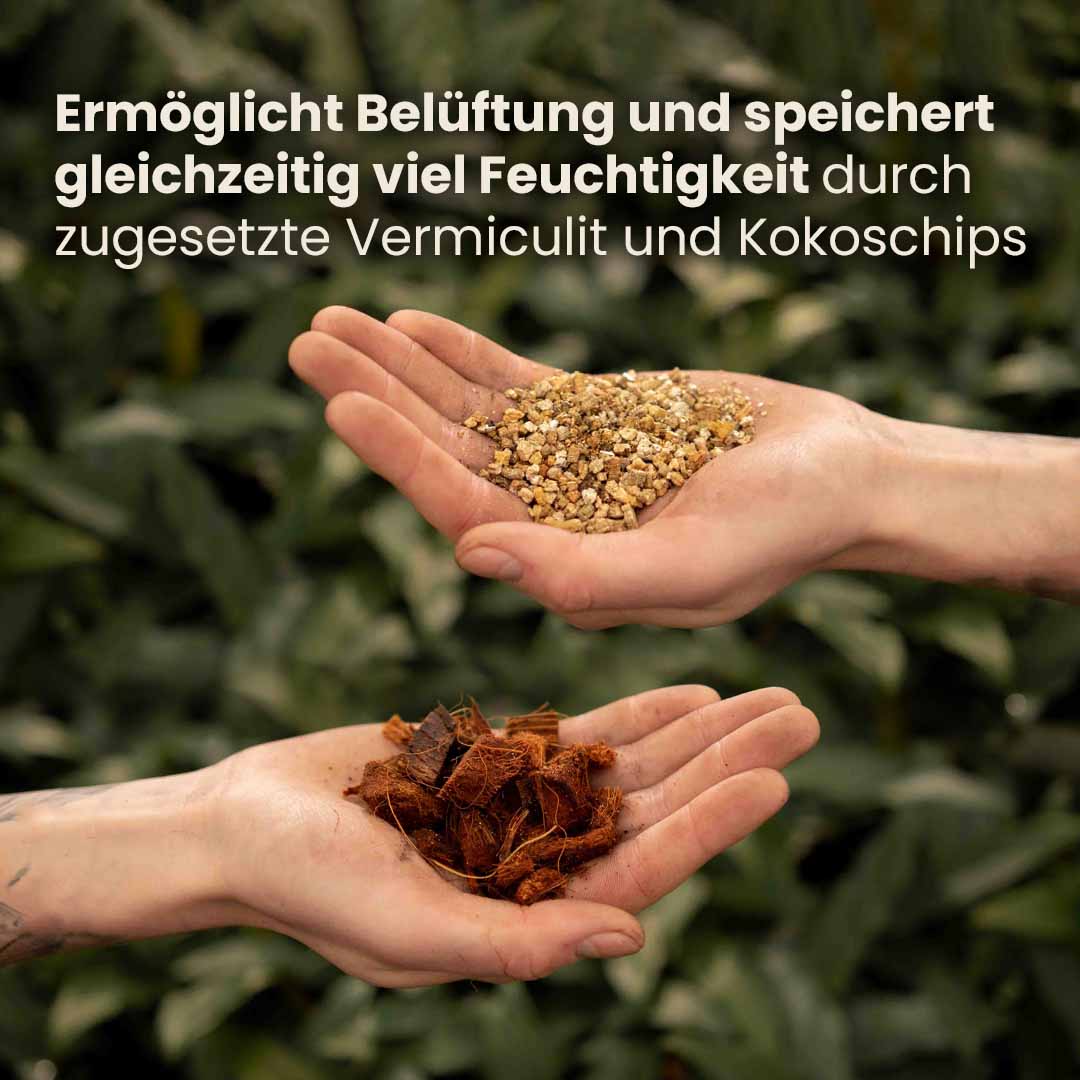 alocasia_productafbeelding_du_ingredients