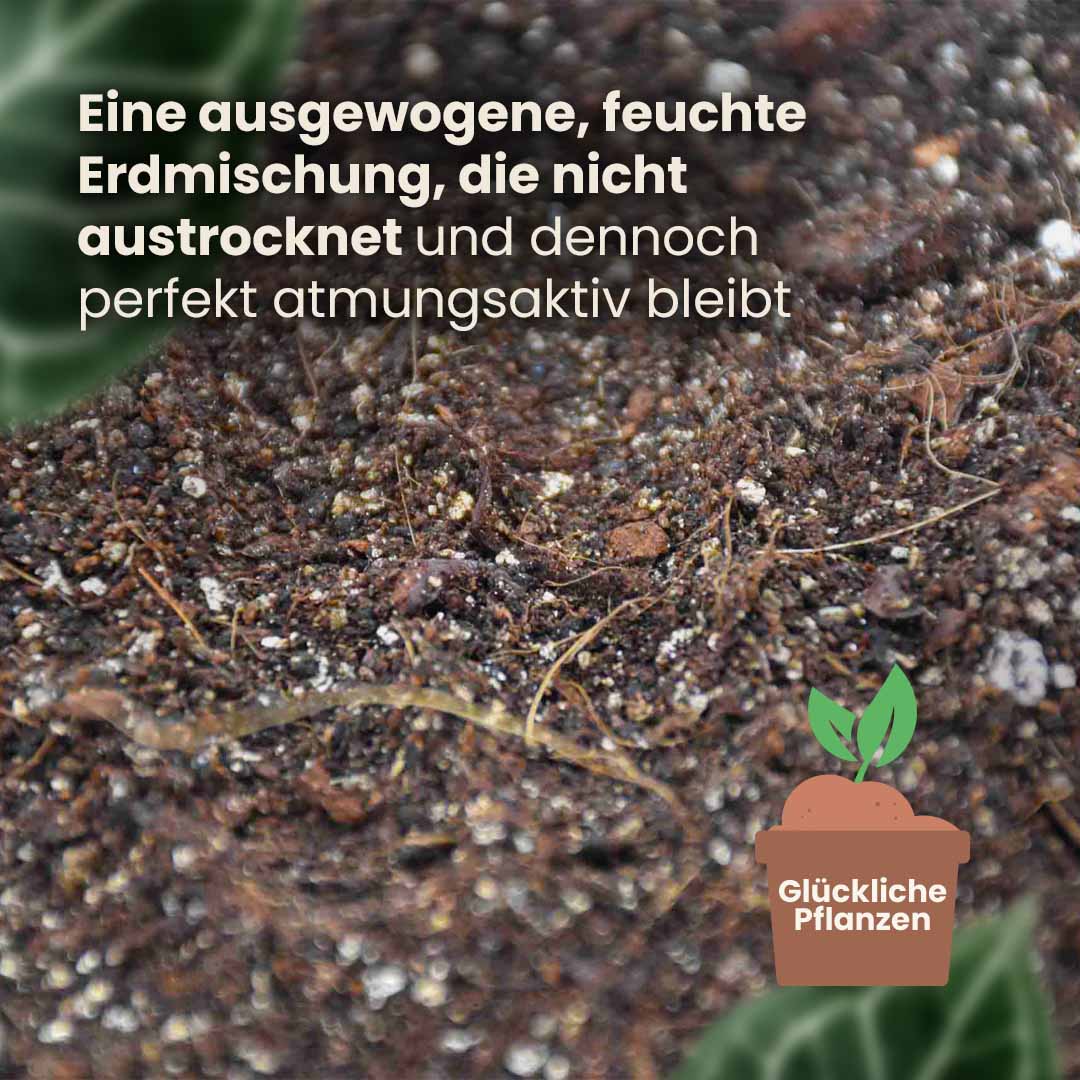 alocasia_productafbeelding_du_structure