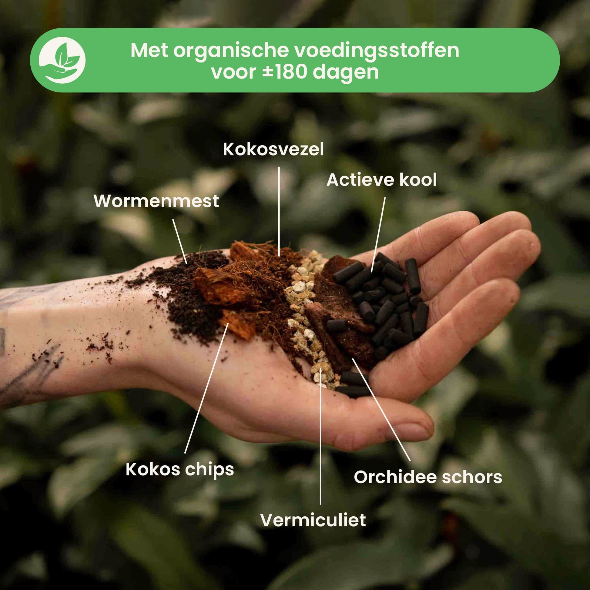 alocasiamix_ingredients_nl