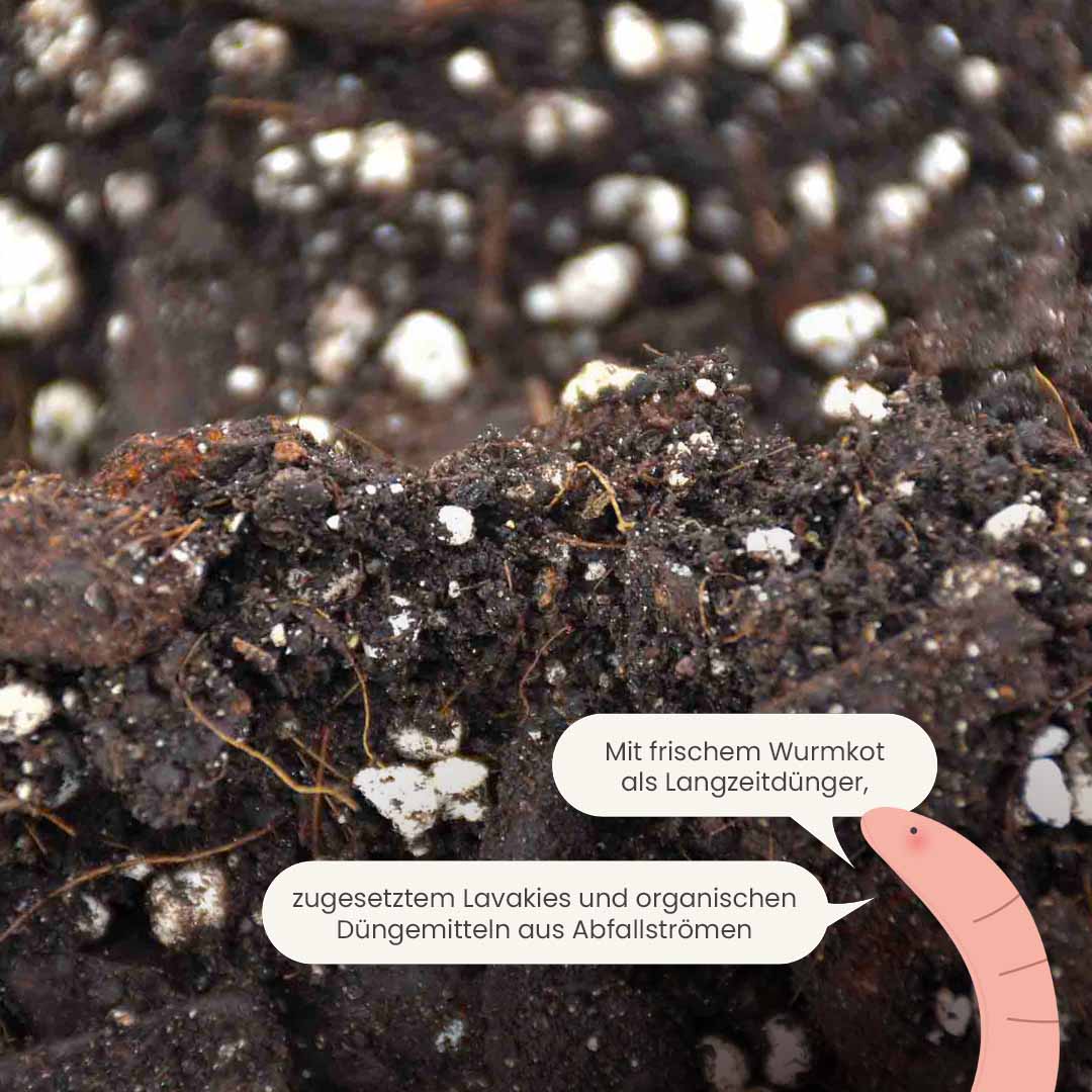 anthurium_productafbeelding_du_fertiliser