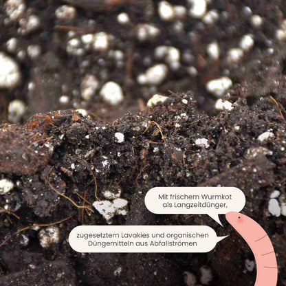 anthurium_productafbeelding_du_fertiliser