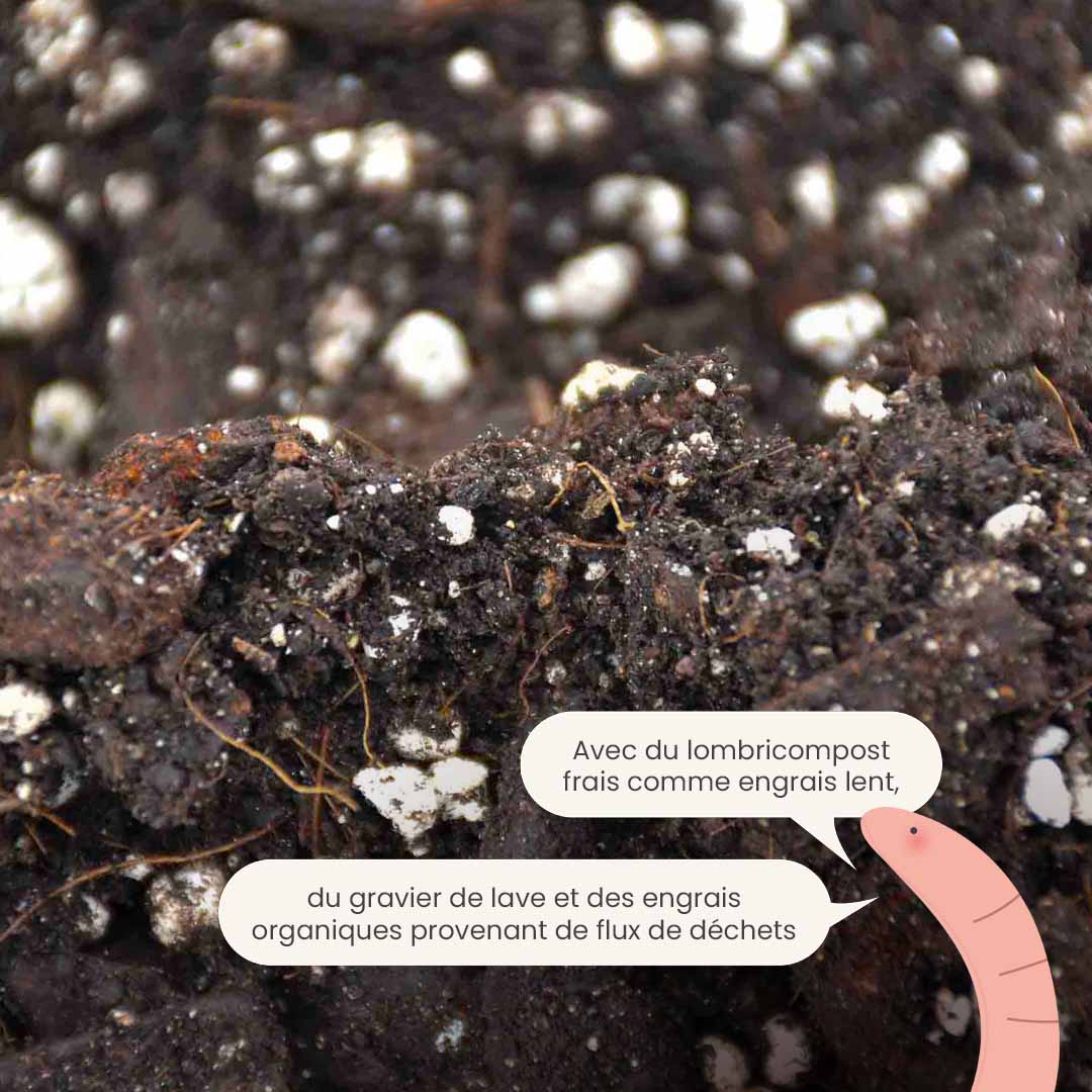 anthurium engrais Acheter de terreau pour anthurium ? ✓ Commandé à 16h30, Livraison rapide –  Sybotanica