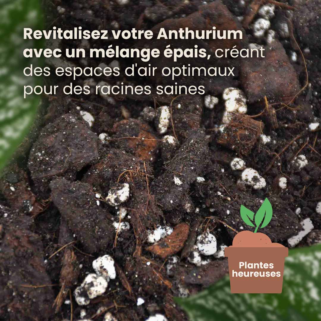 engrais pour anthurium Acheter de terreau pour anthurium ? ✓ Commandé à 16h30, Livraison rapide – Sybotanica