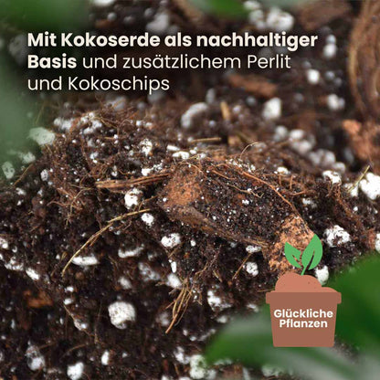aroid_productafbeelding_du_structure