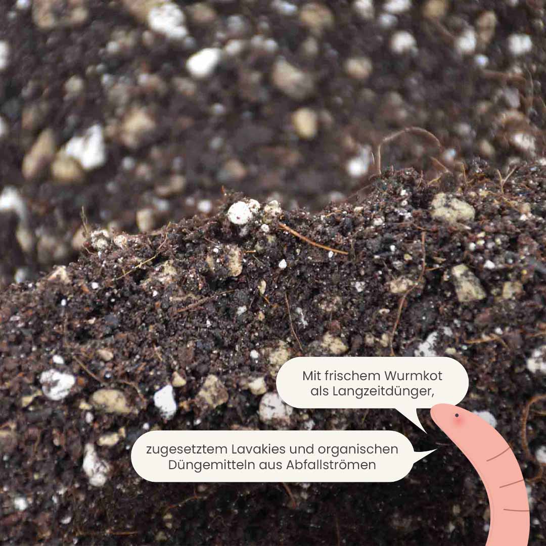 bonsai normale blumenerde Bonsai-Erde kaufen? ✓ Schnell versandt – Sybotanica