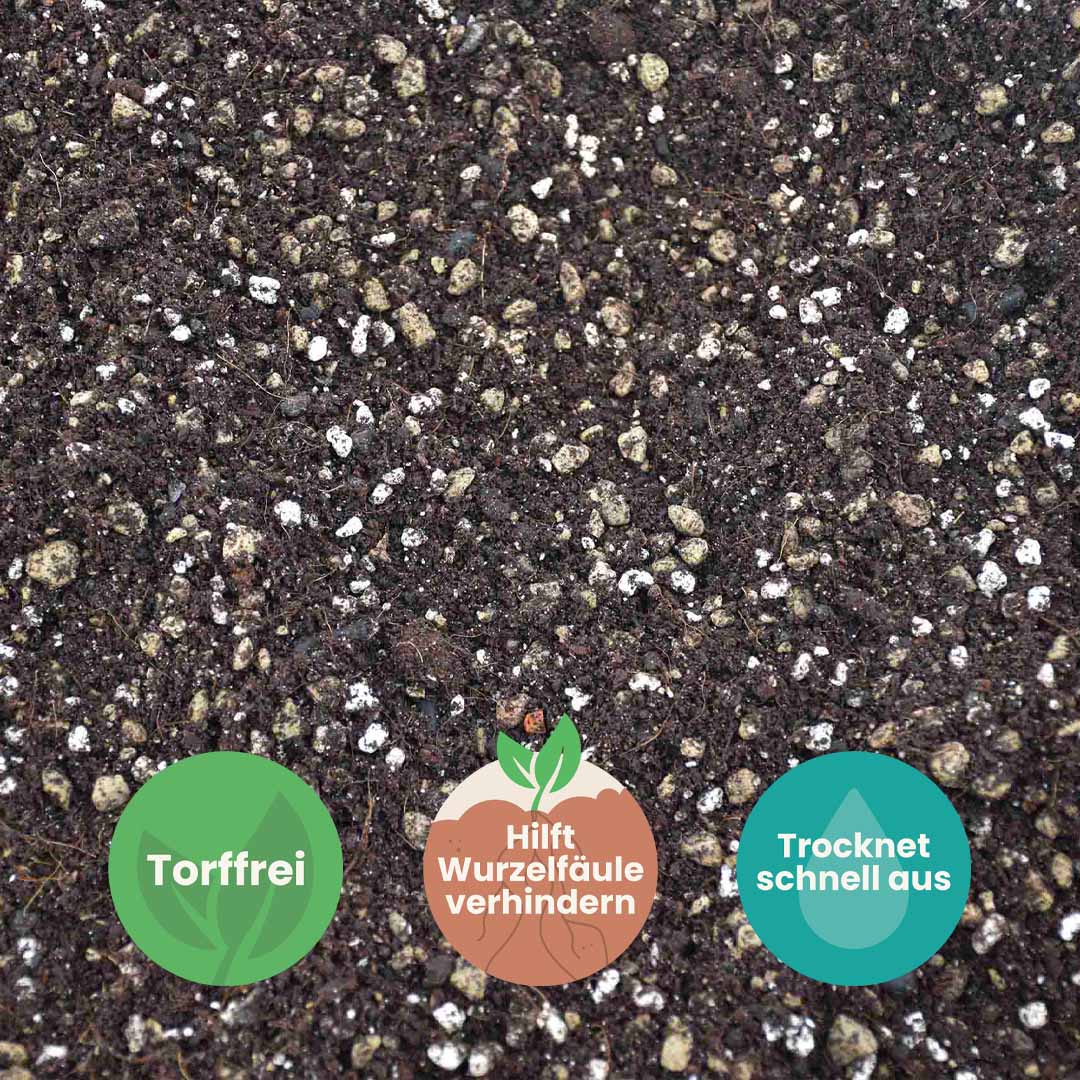 Bonsai-Erde kaufen? ✓ Schnell versandt – Sybotanica