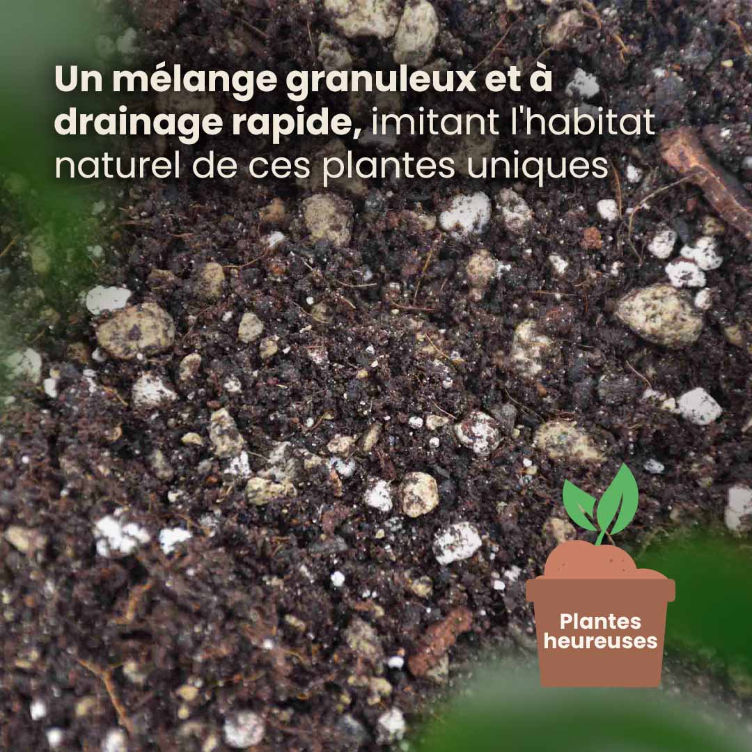 bonsai_productafbeelding_fr_structure
