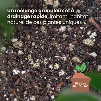 bonsai_productafbeelding_fr_structure