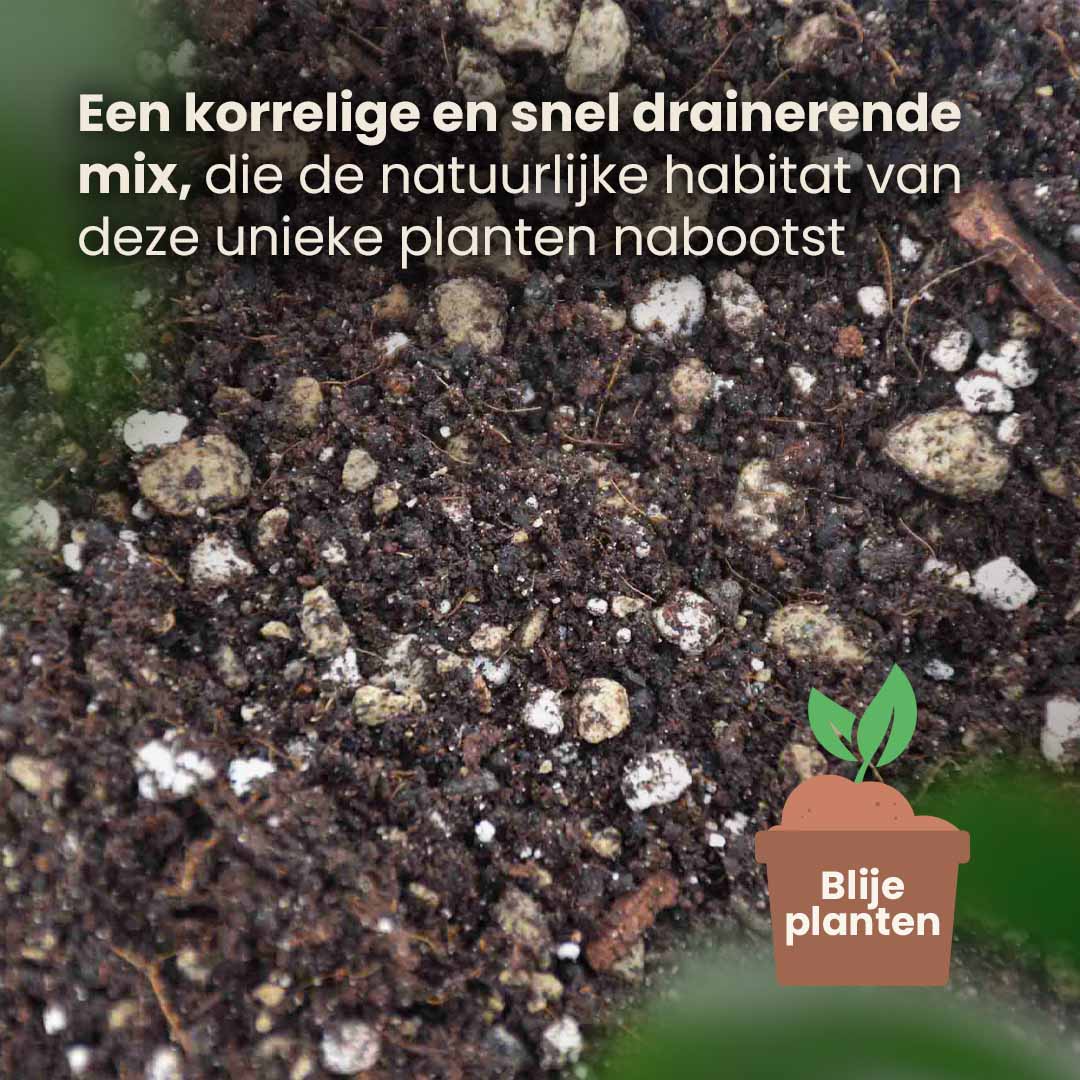bonsai_productafbeelding_nl_structure