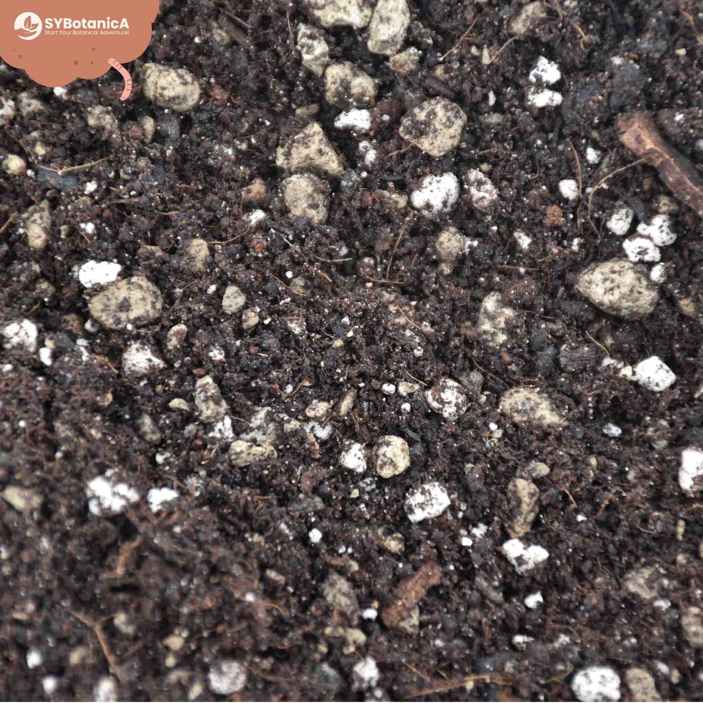 ly_bonsai_zoom_1750321966.jpg