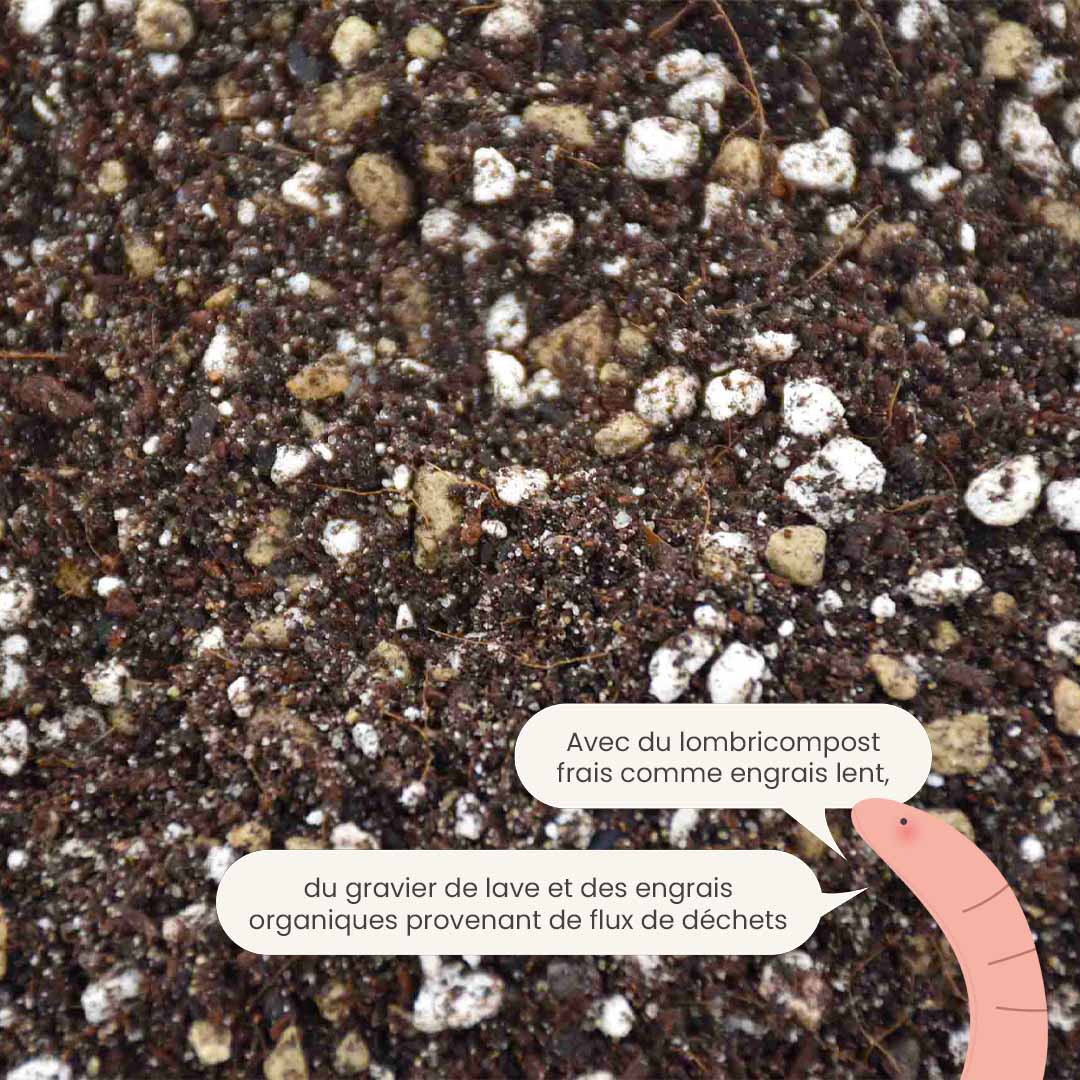 cacti&succulent_productafbeelding_fr_fertiliser