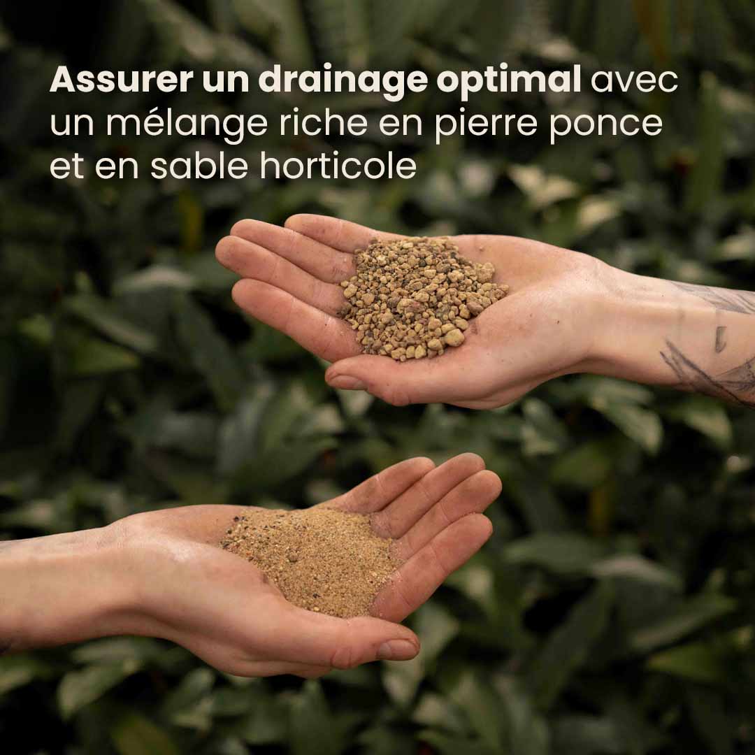cacti&succulent_productafbeelding_fr_ingredients