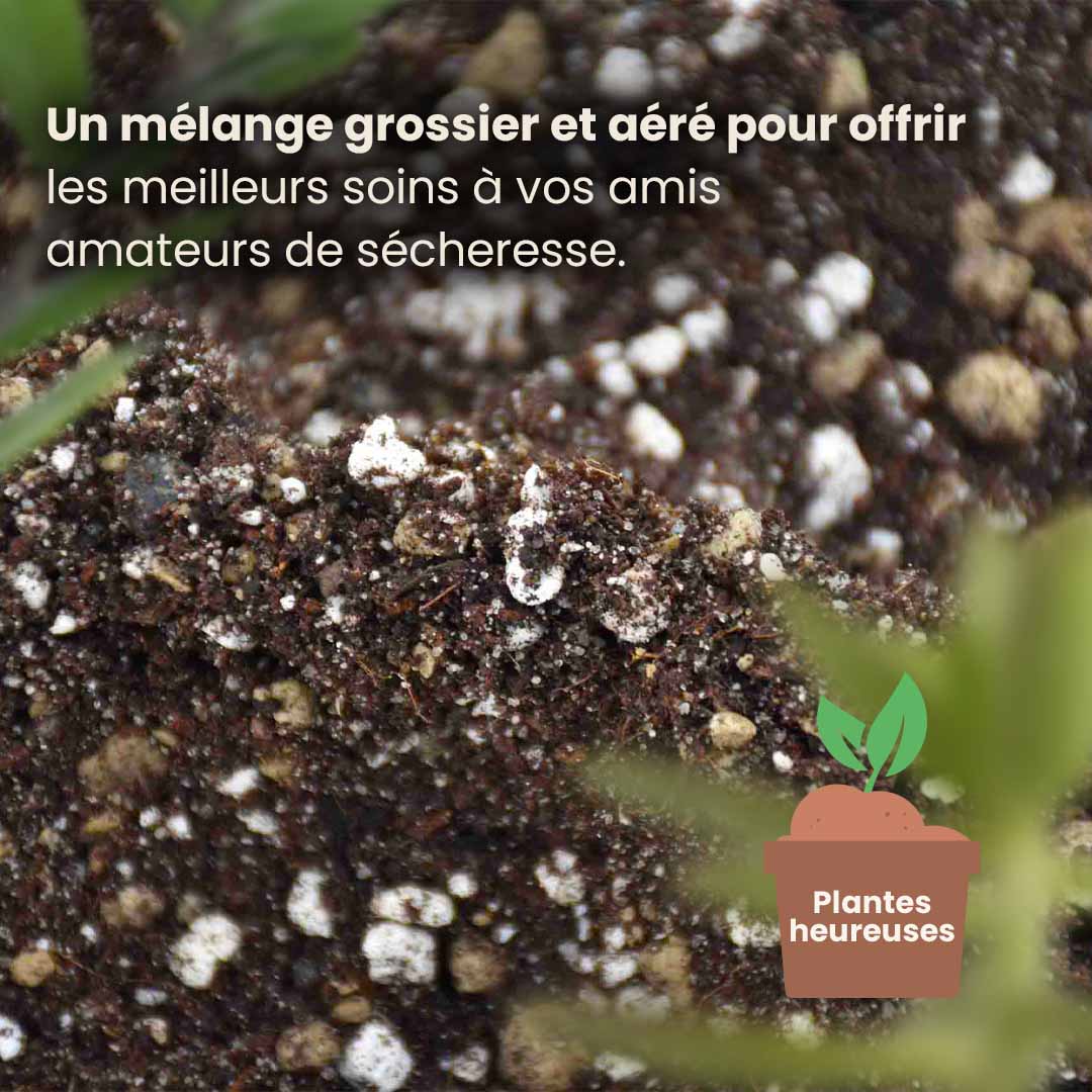 cacti&succulent_productafbeelding_fr_structure