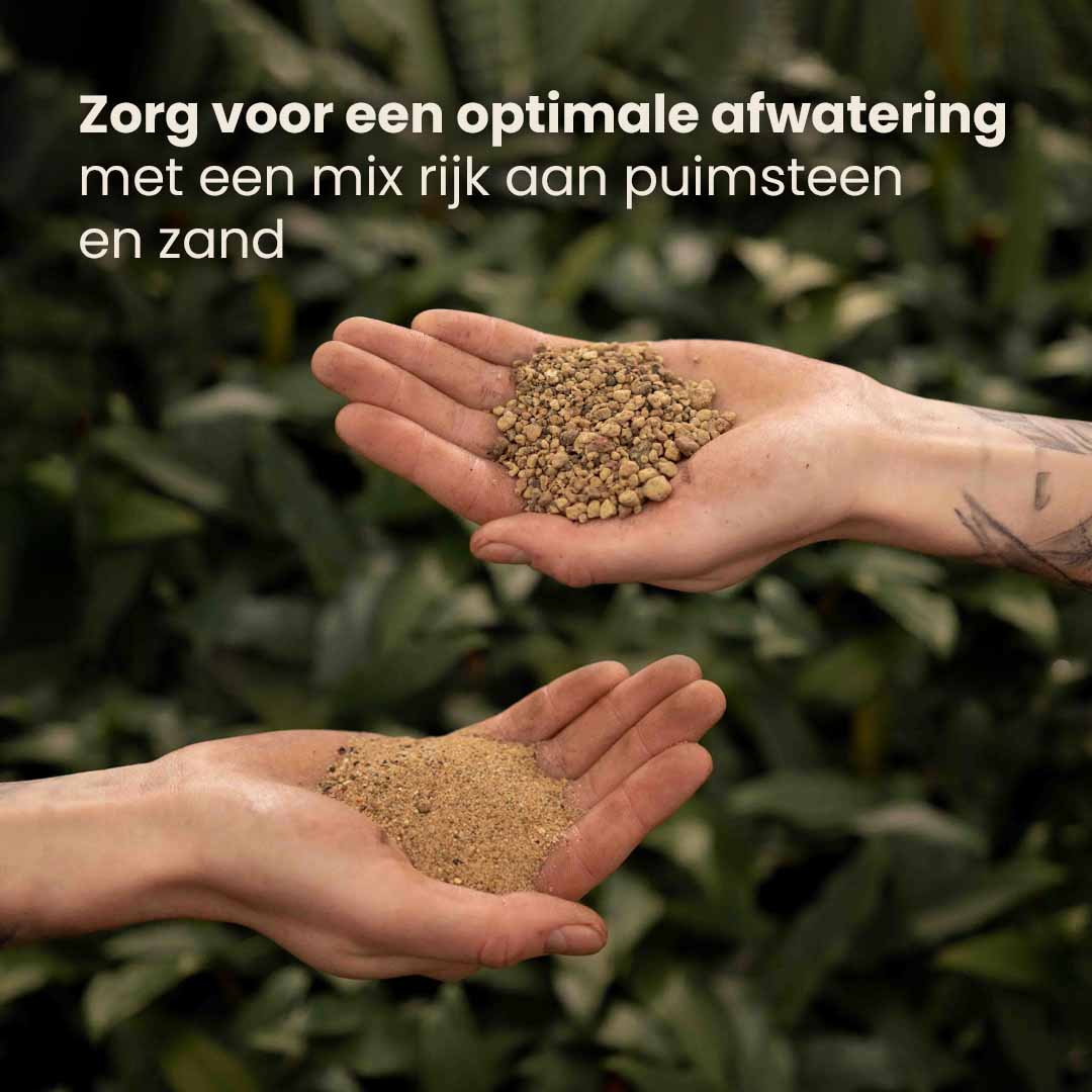 cacti&succulent_productafbeelding_nl_ingredients