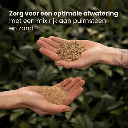 cacti&succulent_productafbeelding_nl_ingredients