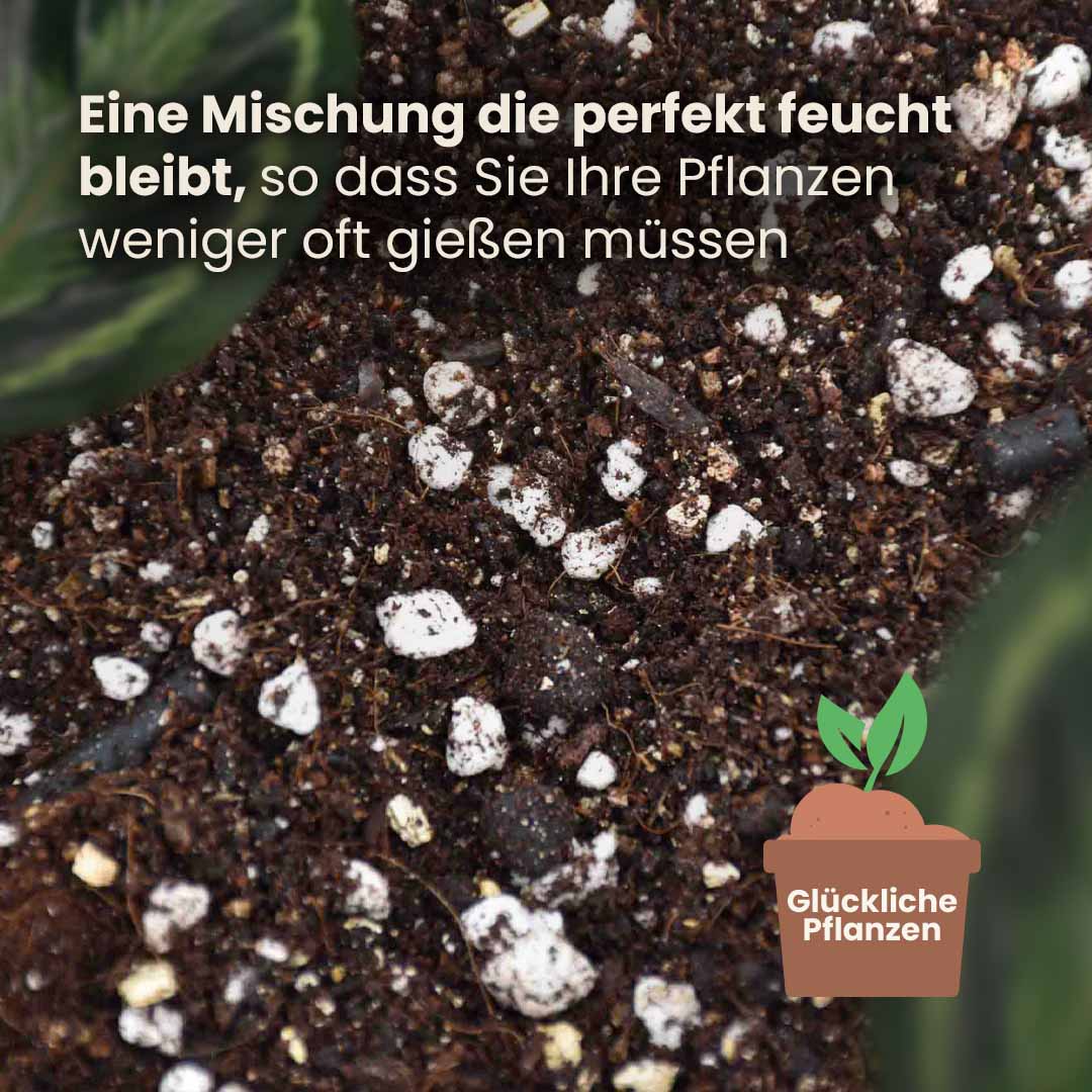 calathea&maranta_productafbeelding_du_structure