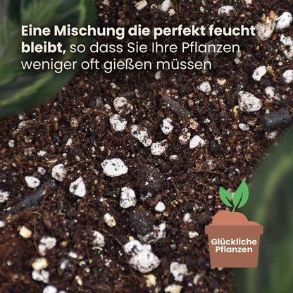 calathea&maranta_productafbeelding_du_structure