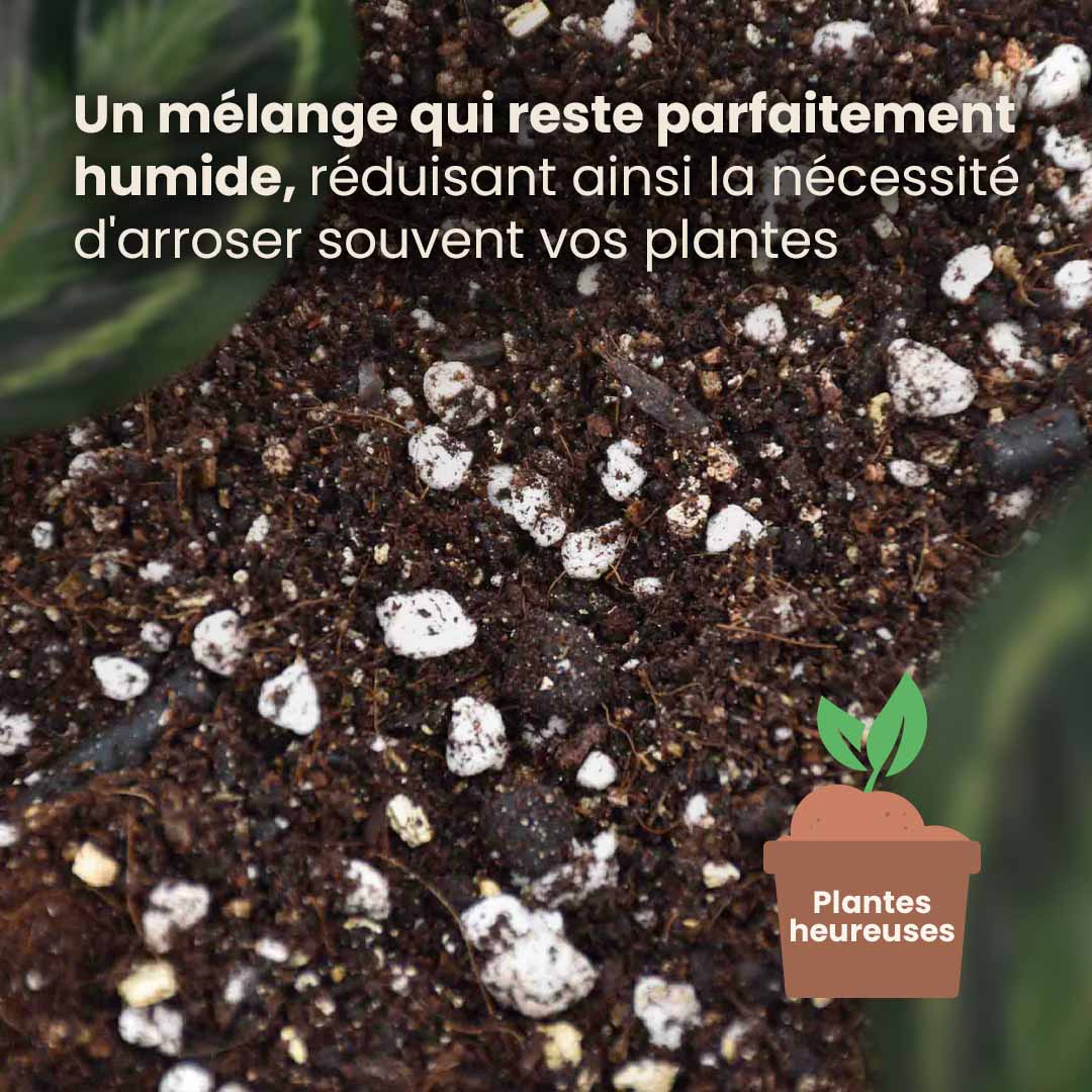 calathea&maranta_productafbeelding_fr_structure
