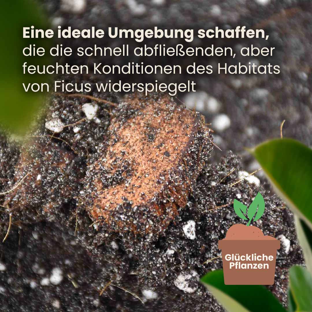 ficus_productafbeelding_du_structure