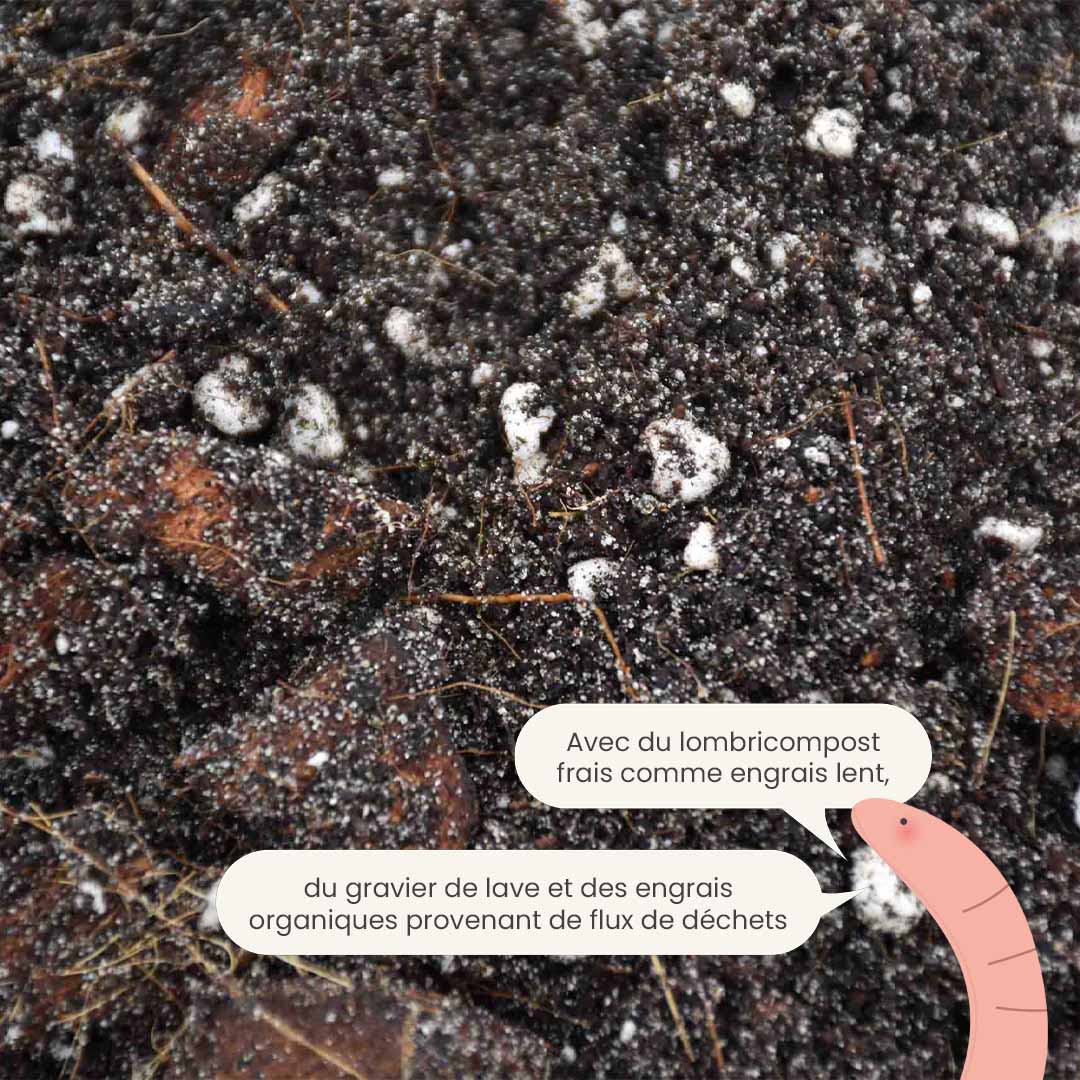 ficus_productafbeelding_fr_fertiliser