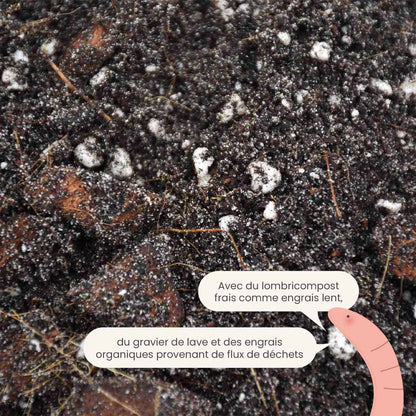 ficus_productafbeelding_fr_fertiliser