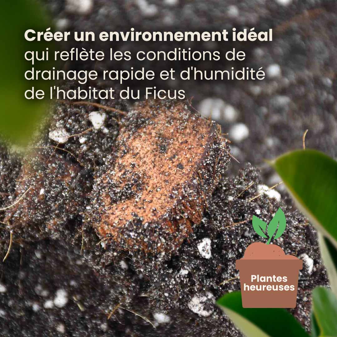 ficus_productafbeelding_fr_structure