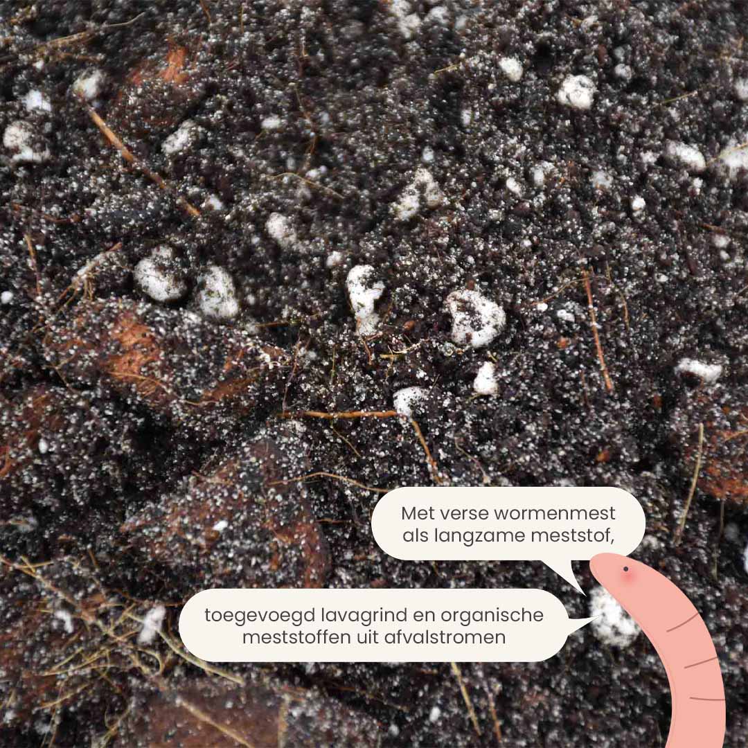 ficus_productafbeelding_nl_fertiliser