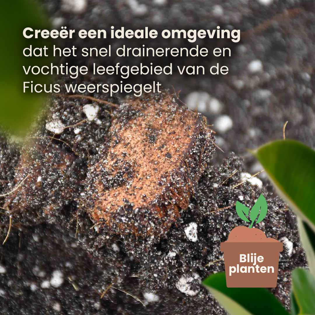 ficus_productafbeelding_nl_structure