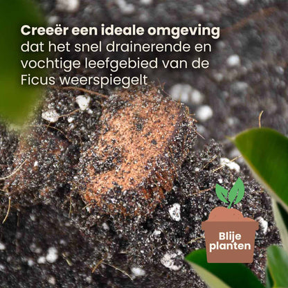 ficus_productafbeelding_nl_structure