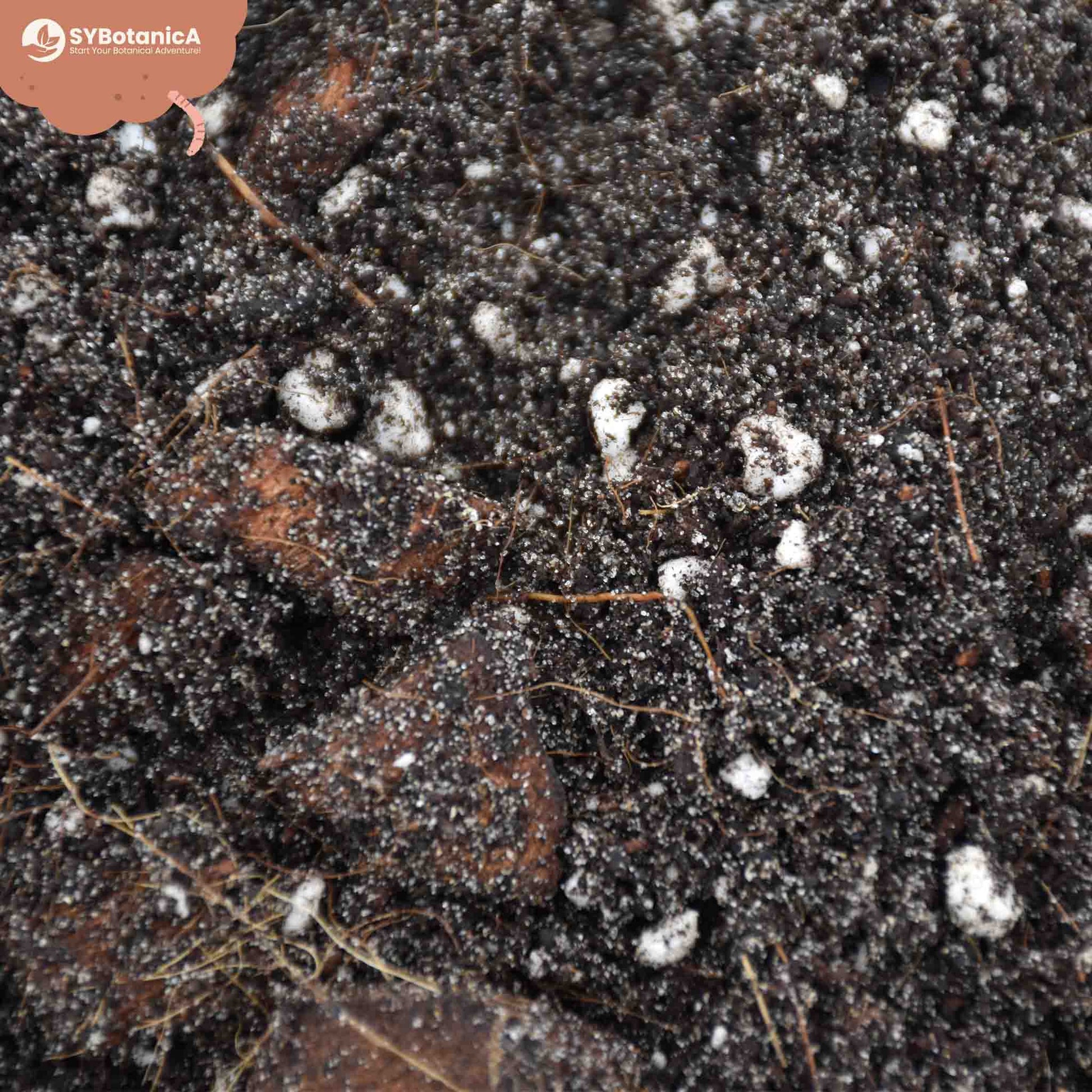 ly_ficus_zoom_1750944705.jpg