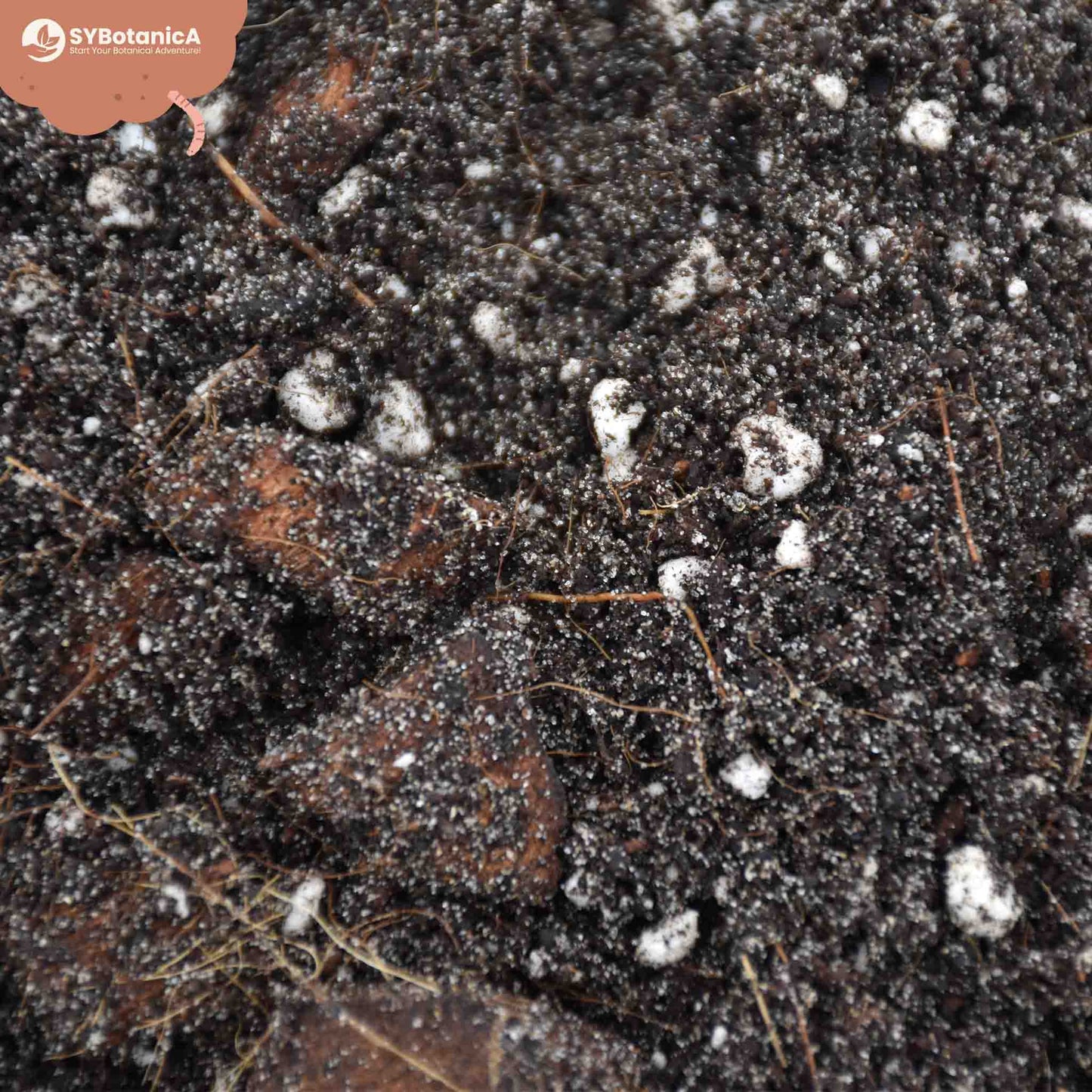 ly_ficus_zoom_1750945160.jpg