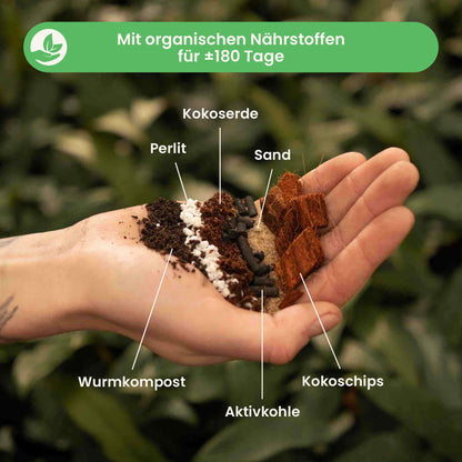 ficusmix_ingredients_du