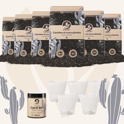 Pack de bienvenue cactées et succulentes