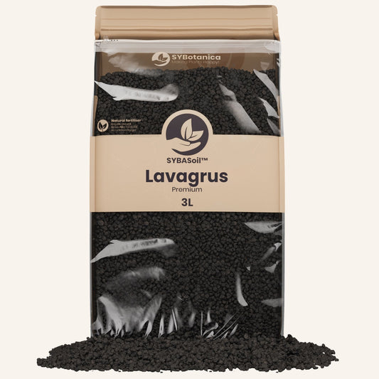 Lavagrus