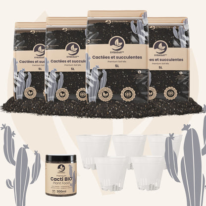 Pack de bienvenue cactées et succulentes