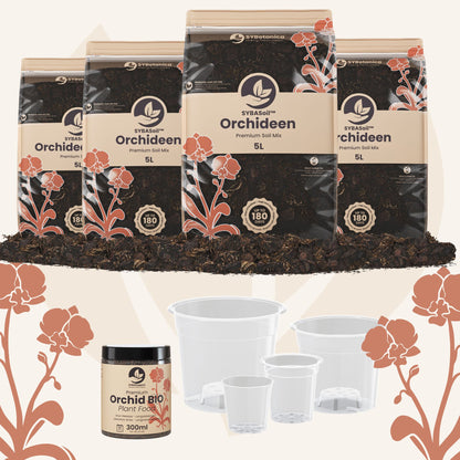 Willkommens-Bundle Orchideen