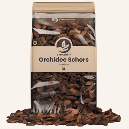 Orchidee Schors