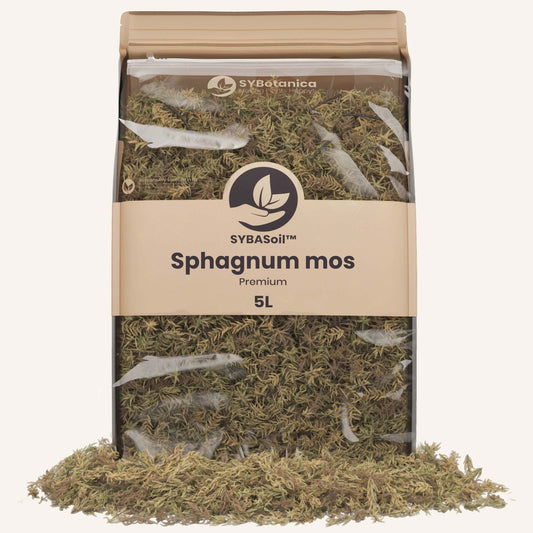 Sphagnum mos