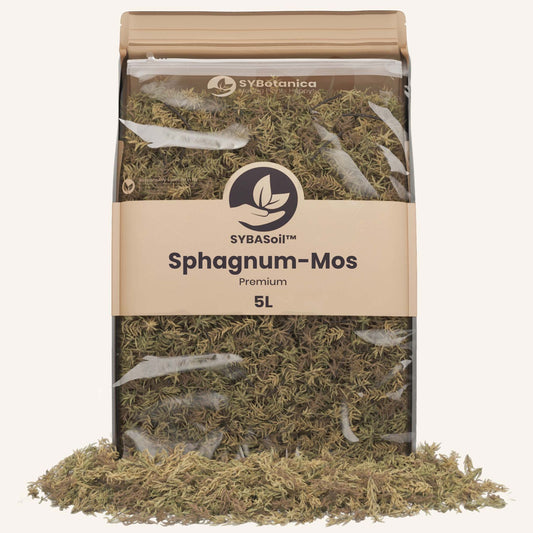 Sphagnum-Mos