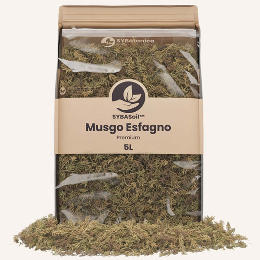 Musgo Esfagno