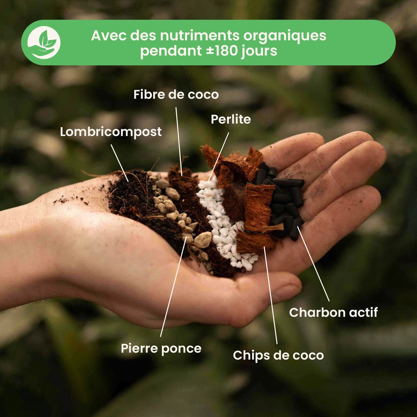 syngoniummix_ingredients_fr